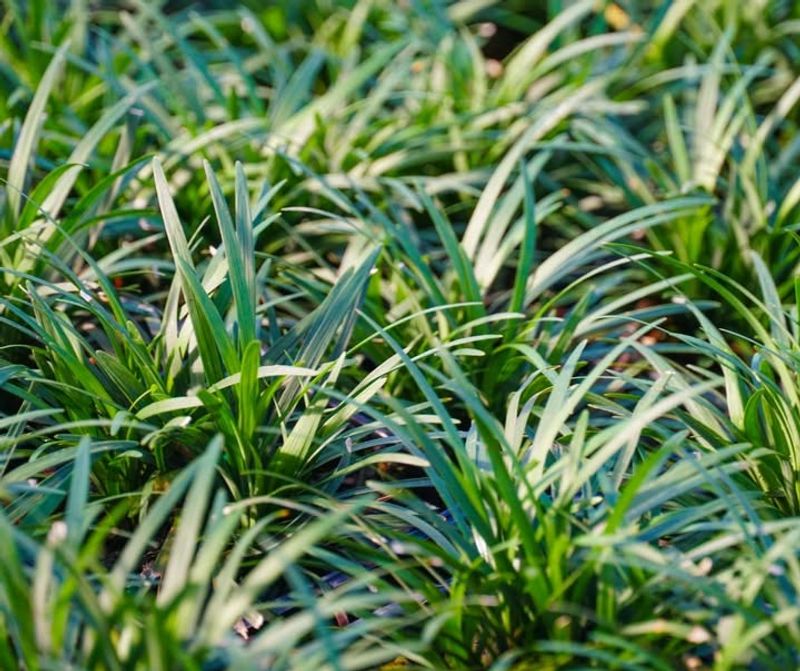 Dwarf Mondo Grass