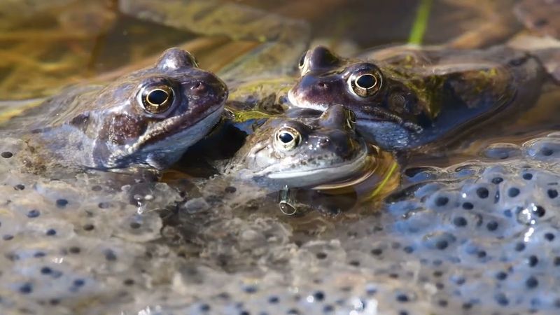 Amphibians Tolerate Cold Better Than Flower Buds