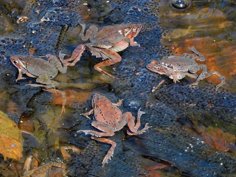 Vernal Pools Warm Faster Than Garden Soil