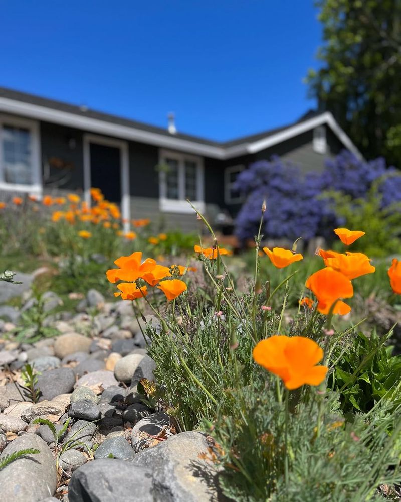 Blooms Without Daily Water