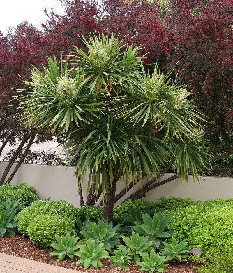 Where Cabbage Palms Fit Best In The Landscape