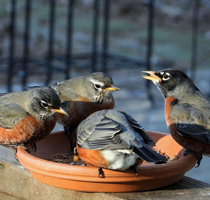 Backyard Sightings On The Rise