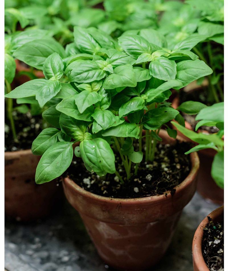 Basil Naturally Repels Insects Near Entryways