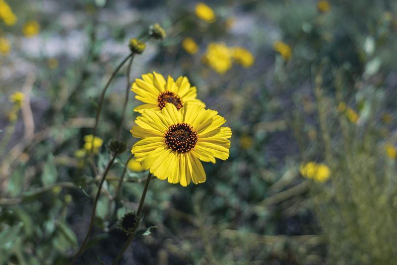 Replace Thirsty Foundation Shrubs With Brittlebush