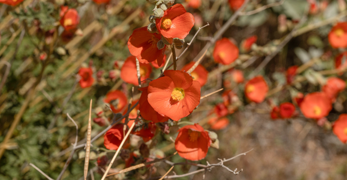 plants (featured image)