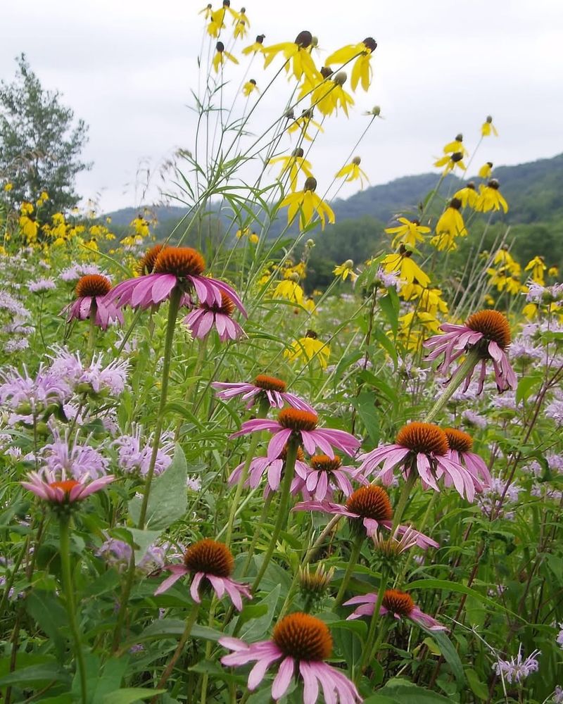 Native Flower Border With Purple Coneflower And Black-Eyed Susan