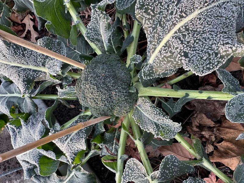 Cool-Season Crops Usually Survive Light Frost
