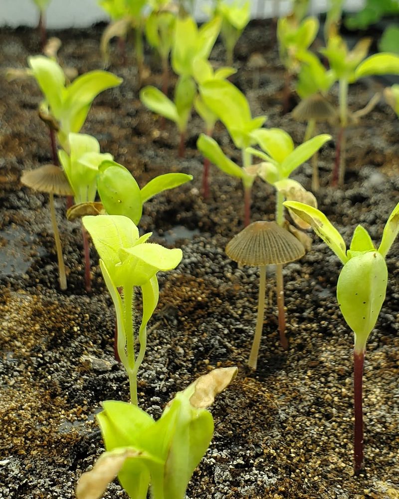 Seeds May Rot In Cold Wet Spring Soil