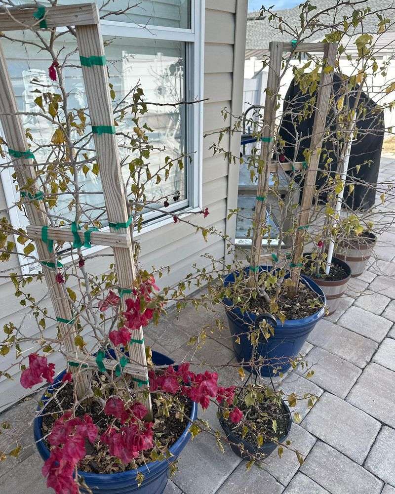 Citrus And Bougainvillea Should Not Be Trimmed Immediately After Cold