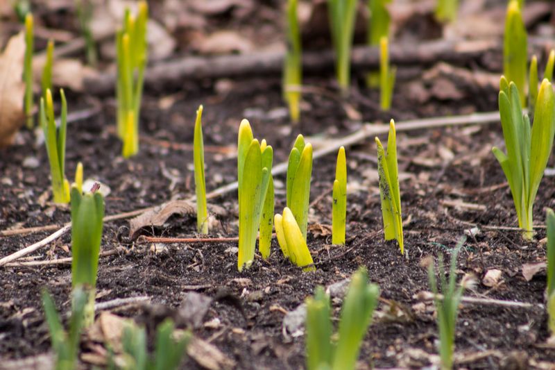 Newly Emerged Perennials May Burn Back But Usually Survive