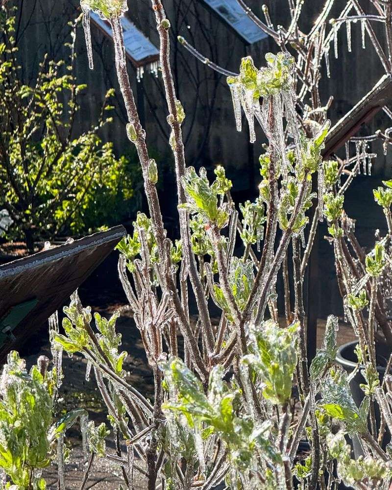 Duration Of Cold Exposure Matters More Than A Brief Frost