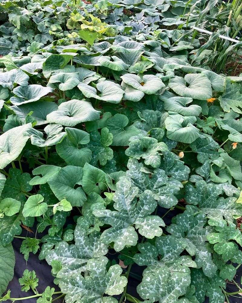 Warm Season Vegetables Can Be Harmed By A Single Freeze