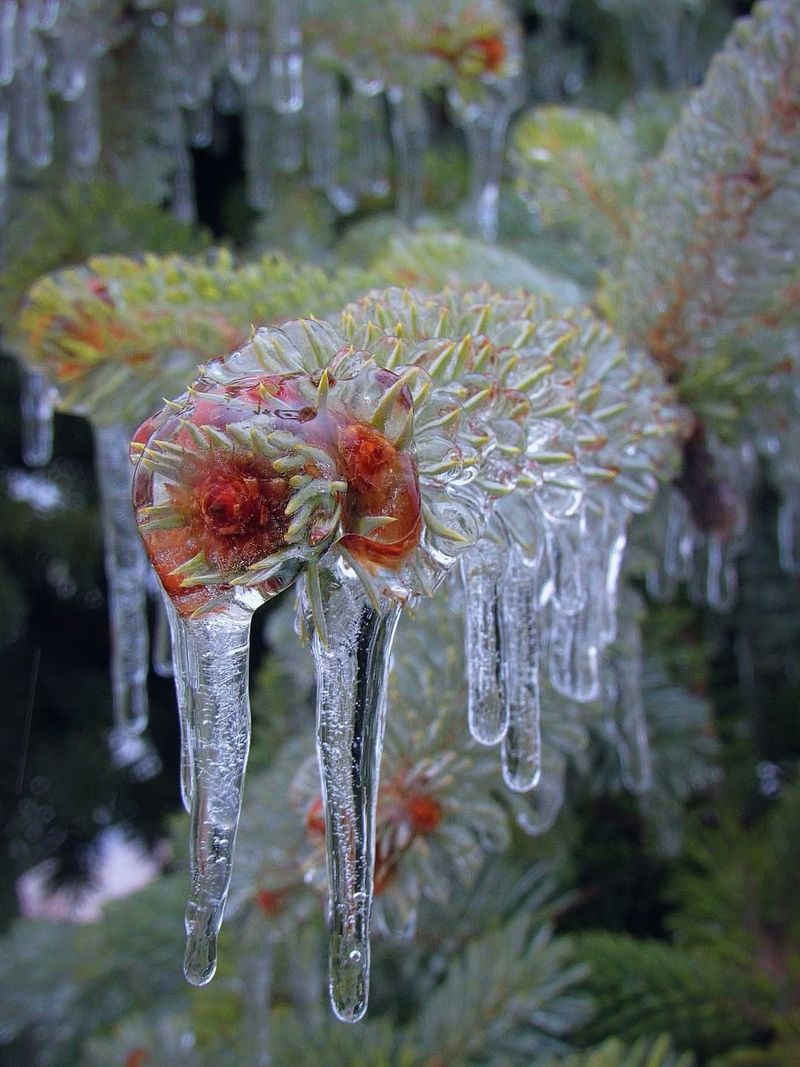 It Is Freezing Temperature Not Snow That Causes Tissue Damage