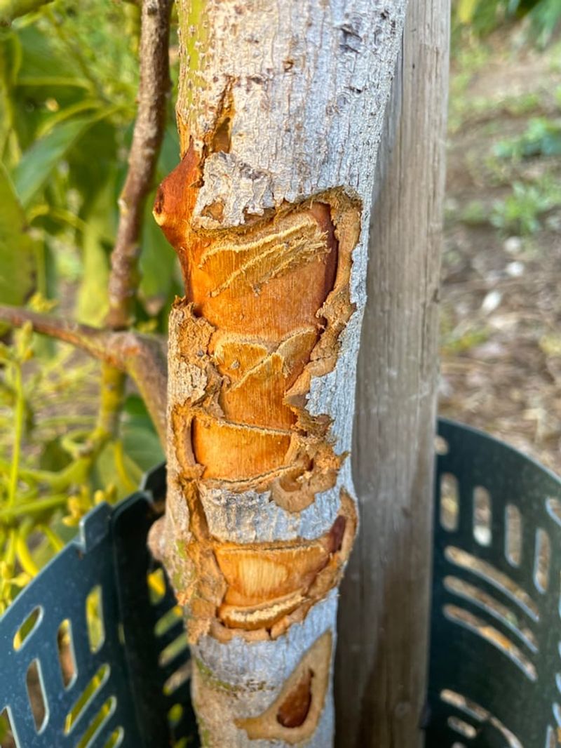 Bark Damage Can Show Up Later