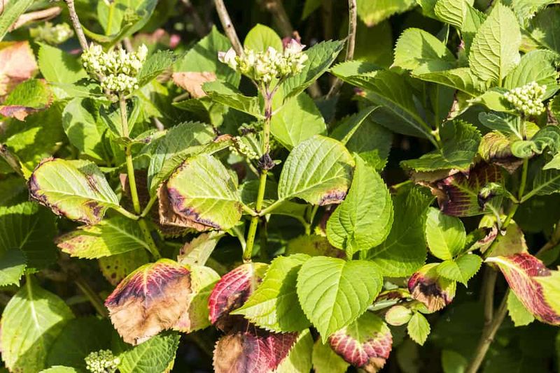 Hydrangea Leaves May Burn But Plants Often Recover