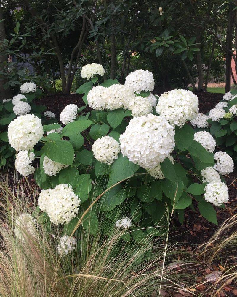 Smooth Hydrangea (Hydrangea Arborescens)