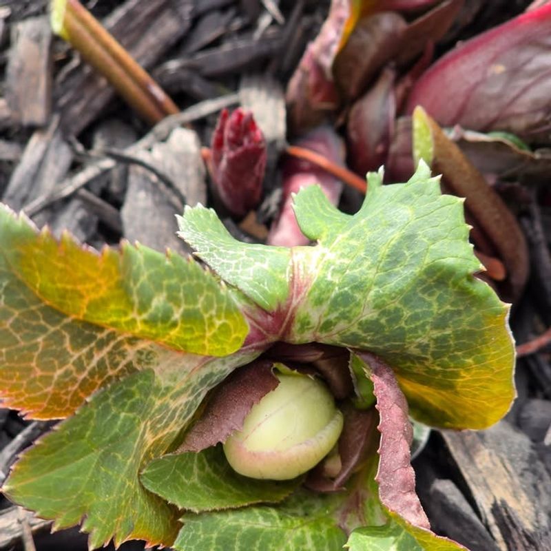 Perennials Wake Up Before Winter Ends