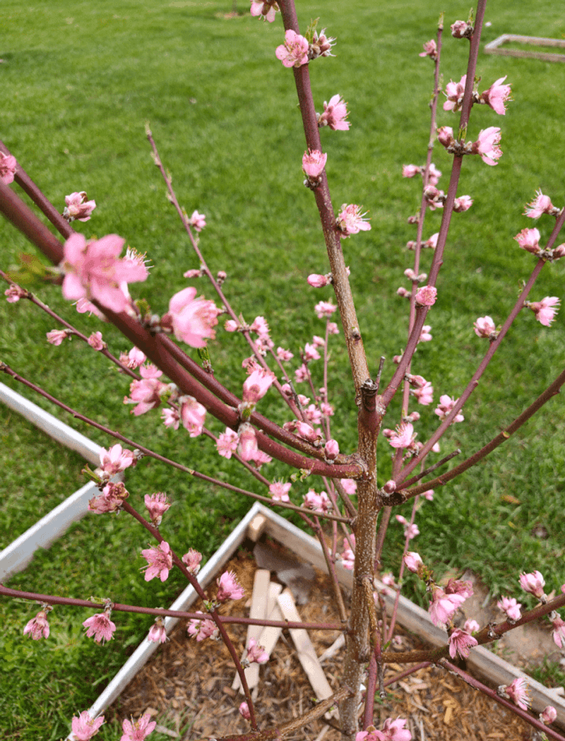 Fruit Trees Bloom Too Early In Warm Weather