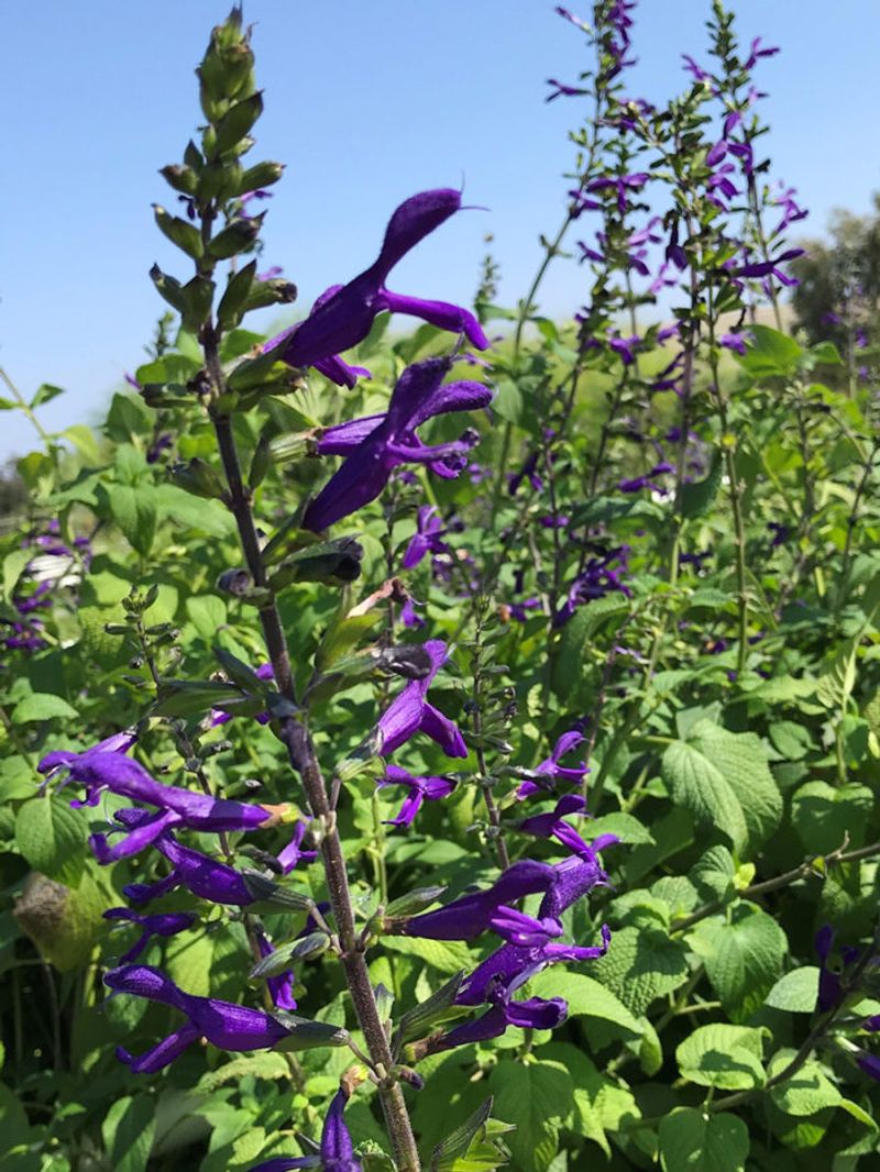 Salvias That Bloom In Summer