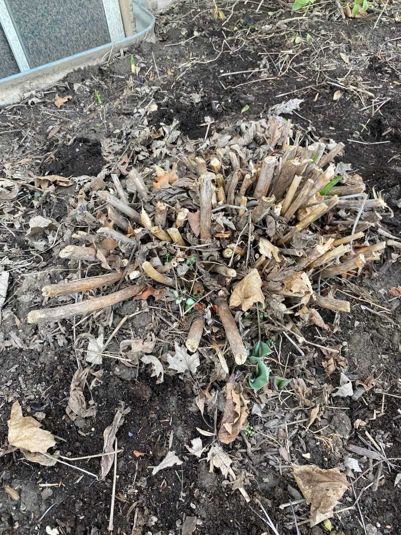 Hibiscus And Summer Bloomers Want A Growth Boost Cut