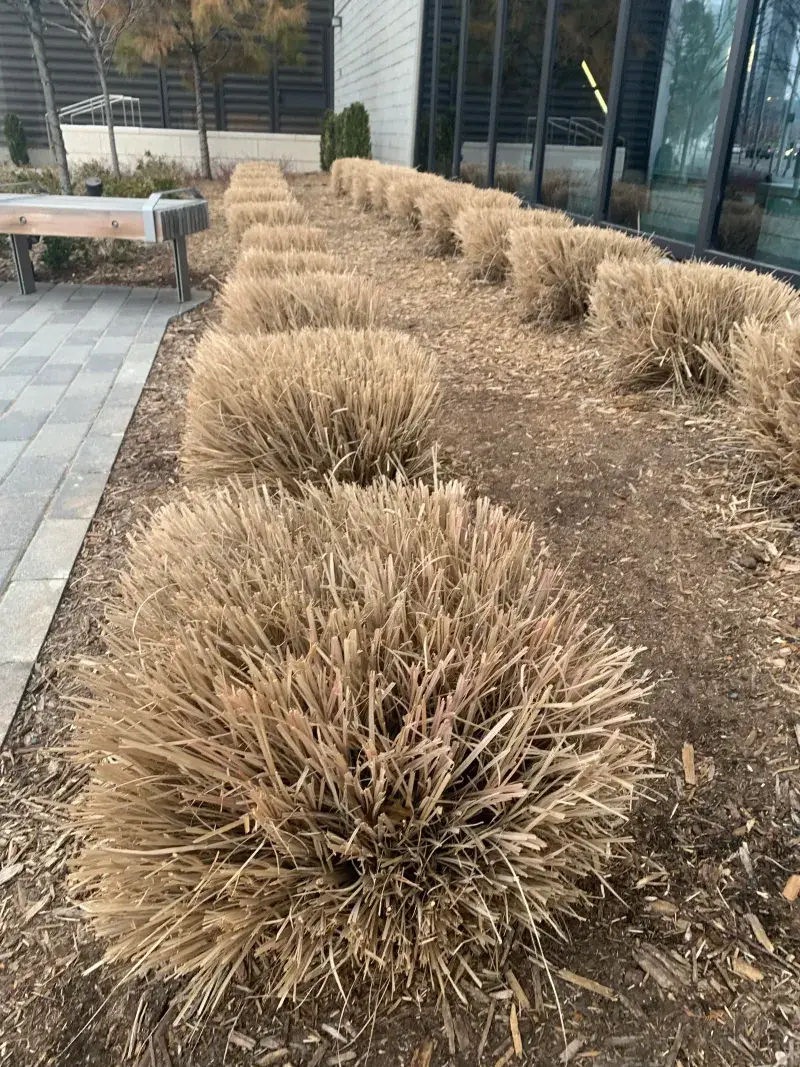Ornamental Grasses (Cut Back Before New Spring Growth)