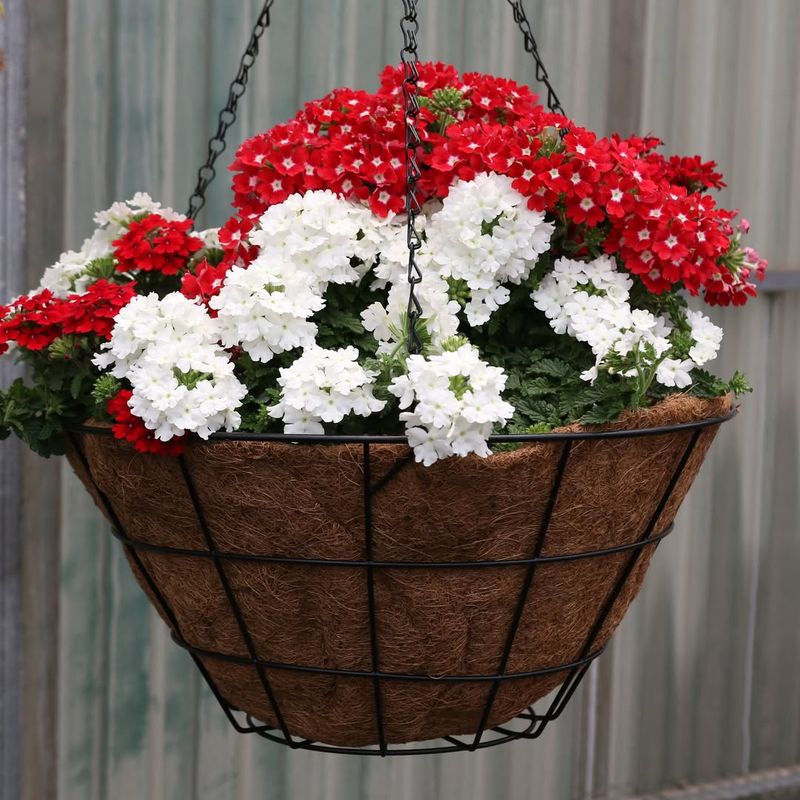 Verbena That Trails Beautifully And Handles Heat In Pots