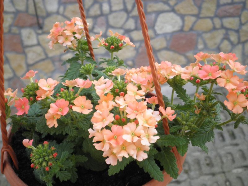 Verbena Keeps Flowering Even In Humid Weather