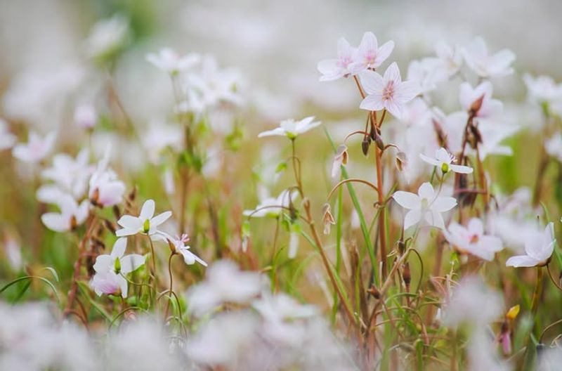 Start The Season With Spring Beauty