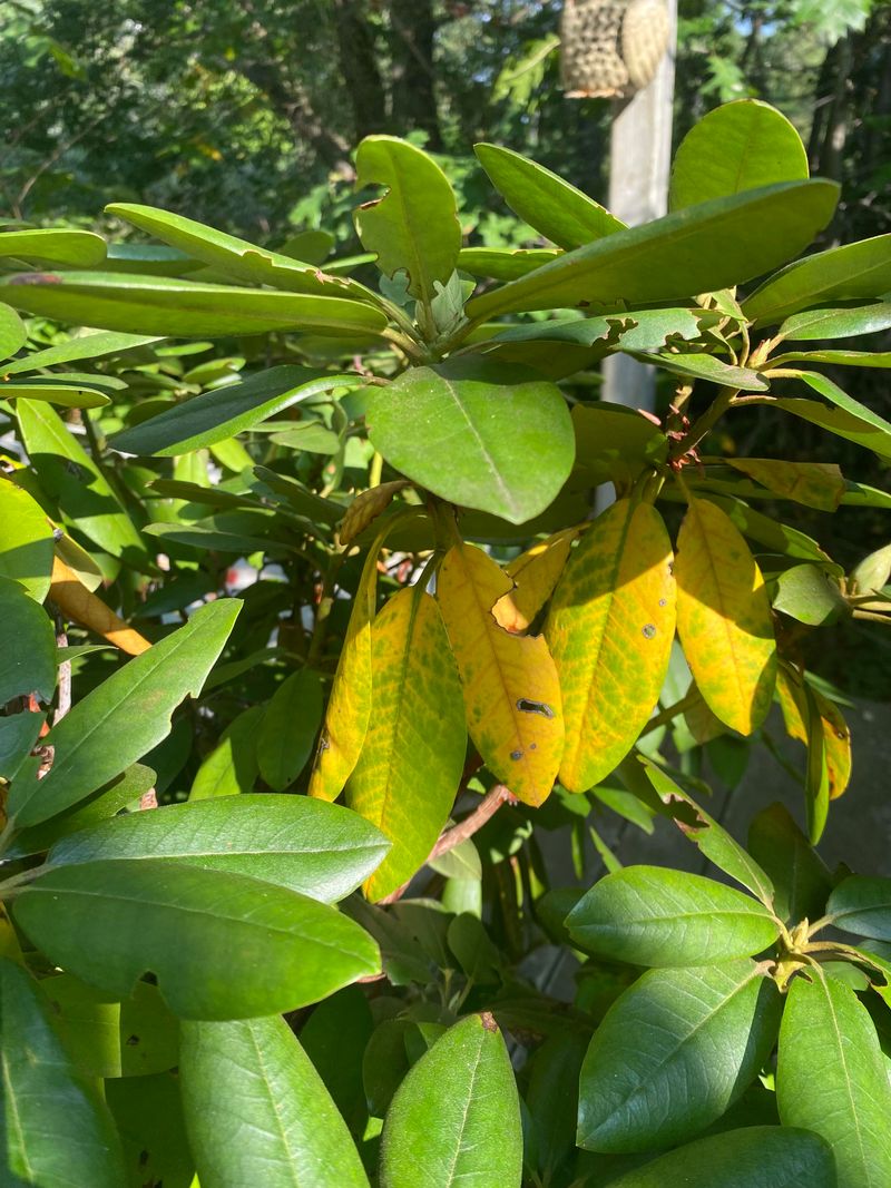 Too Much Water, Not Enough Air