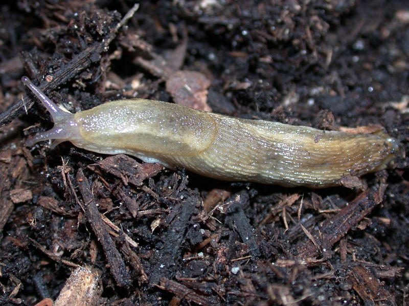 Slugs Resume Feeding During Thaw Periods Even If Snow Lingers Nearby