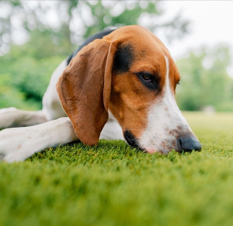 Keep Kids And Pets Away From This Garden Visitor