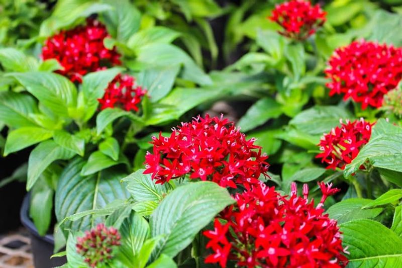Pentas That Keep Arrangements Looking Fresh And Full