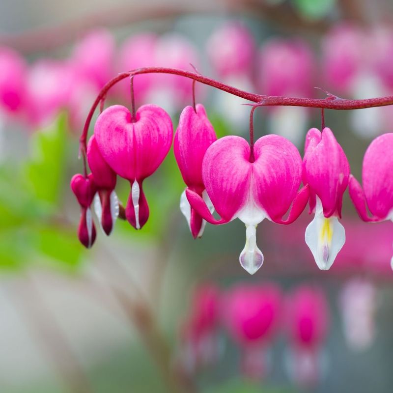 Bleeding Heart 