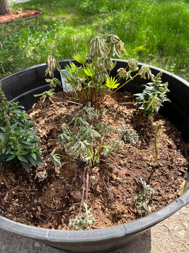 Lupine Dislikes Georgia's Warm Nights And Soil Conditions