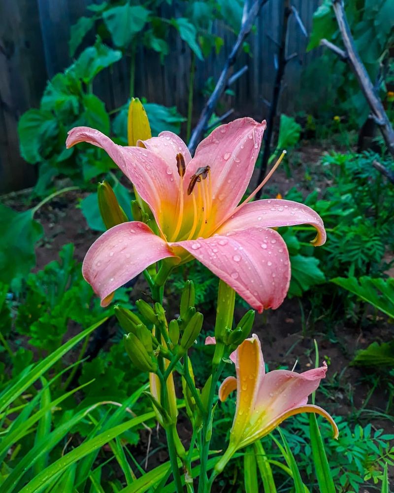 Daylily Blooms Reliably Every Year
