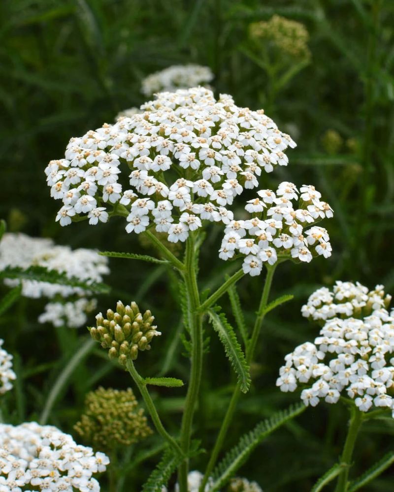Yarrow (Achillea millefolium)