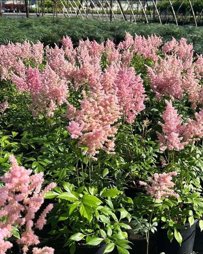 Astilbe Brings Soft Pink Plumes To Shaded Gardens