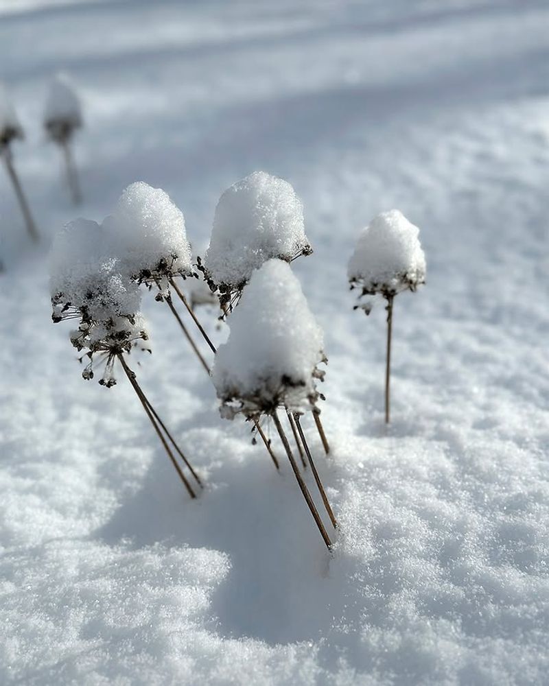 Daylilies Survive Better With Consistent Winter Cover