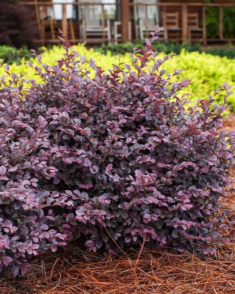 Loropetalum (Compact Varieties)
