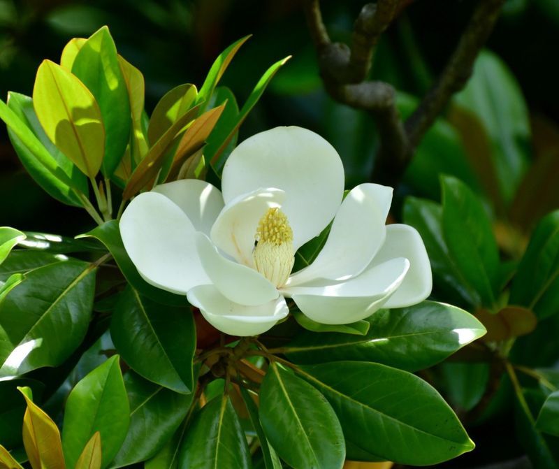 Southern Magnolia Showcases Dramatic Creamy White Blossoms
