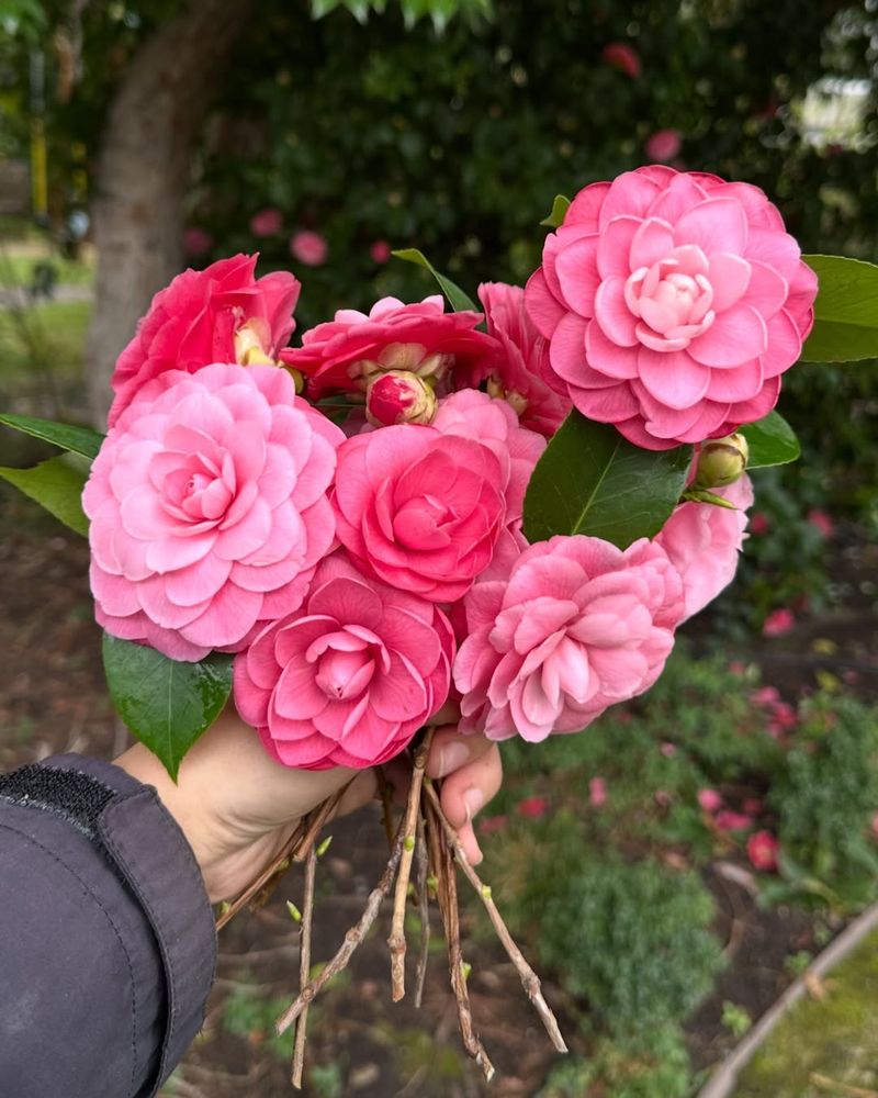 Camellia (Camellia Japonica / Sasanqua)