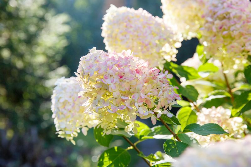 Hydrangea (Hydrangea Macrophylla / H. Paniculata)