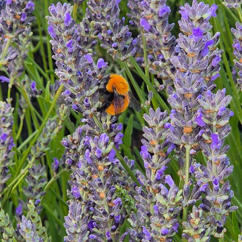 Lavender (Lavandula spp.)
