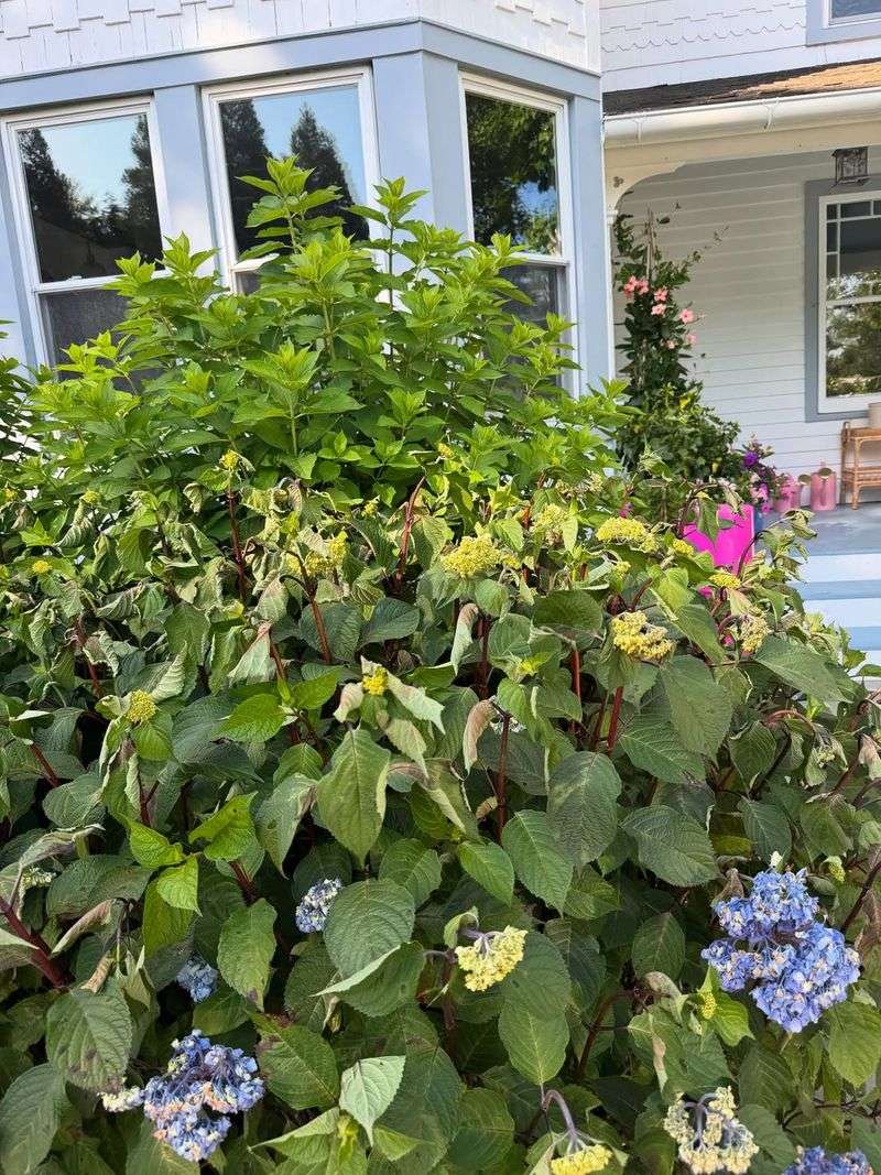 Hydrangea Wilts In Heat