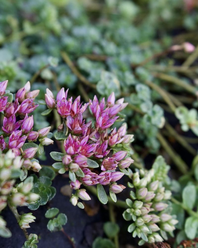Sedum Survives Dry Spells And Poor Soil Easily
