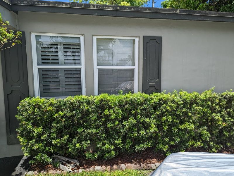 Podocarpus Frames The Entrance With Clean Green Lines