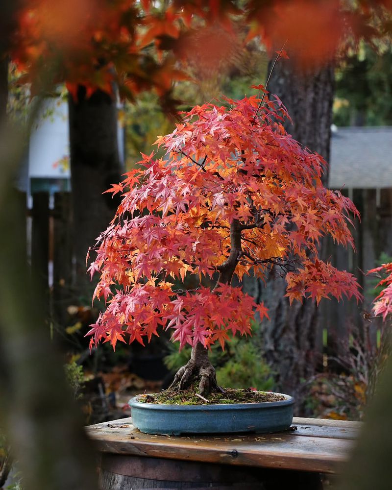 Japanese Maple (Acer Palmatum)
