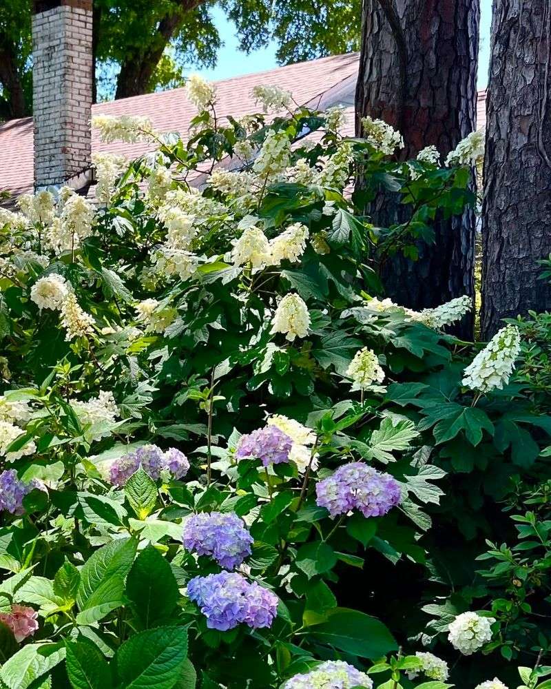Hydrangeas (Hydrangea Macrophylla, H. Quercifolia)
