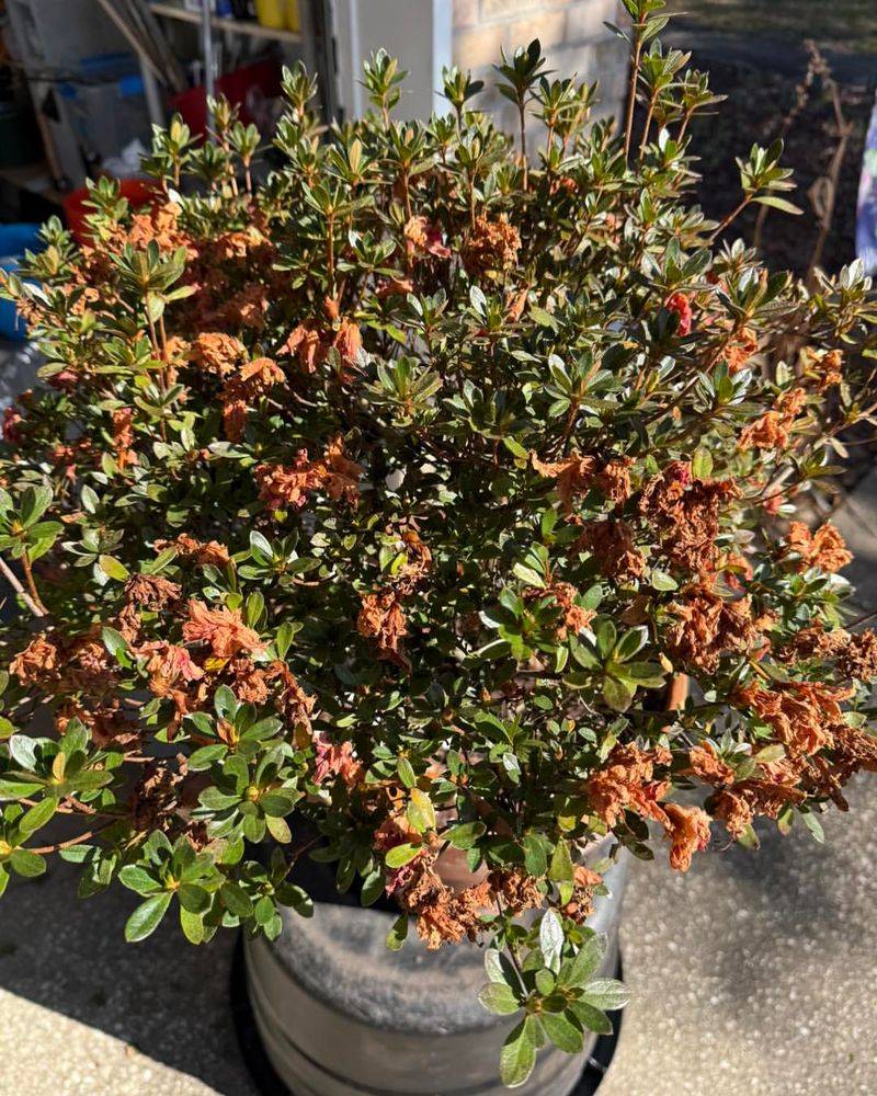 Azalea Buds Can Brown Before Spring Even Starts