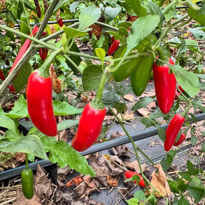 Peppers Continue Producing Through Extended Heat Cycles